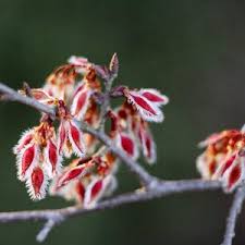 Attēlu rezultāti vaicājumam “Ulmus glabra flower”