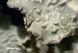 Attēlu rezultāti vaicājumam “Punctelia subrudecta”