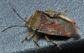 Attēlu rezultāti vaicājumam “Elasmostethus interstinctus”