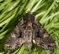 Attēlu rezultāti vaicājumam “Mniotype satura”