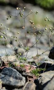 Attēlu rezultāti vaicājumam “Spergula morisonii”