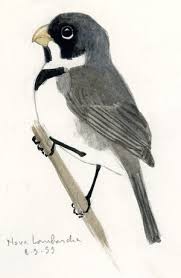 Attēlu rezultāti vaicājumam “Collaria sp.”