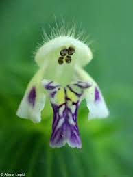 Attēlu rezultāti vaicājumam “Galeopsis bifida”