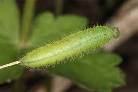 Attēlu rezultāti vaicājumam “Maniola jurtina”