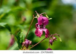 Attēlu rezultāti vaicājumam “Impatiens glandulifera flower”