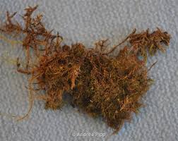 Attēlu rezultāti vaicājumam “Eucladium verticillatum”