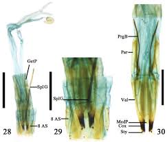 Attēlu rezultāti vaicājumam “Orsodacne cerasi”