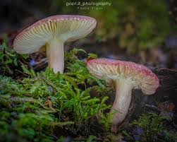 Attēlu rezultāti vaicājumam “Oligonema sp.”