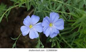 Attēlu rezultāti vaicājumam “Linum usitatissimum leaf”