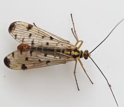 Attēlu rezultāti vaicājumam “Panorpa communis imago”