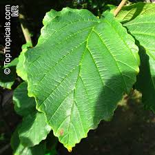 Attēlu rezultāti vaicājumam “Hamamelis mollis”