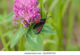 Attēlu rezultāti vaicājumam “Zygaena lonicerae”