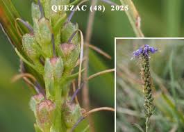 Attēlu rezultāti vaicājumam “Veronica spicata fruit”