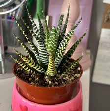 Image result for Haworthia