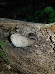 Attēlu rezultāti vaicājumam “Elmerina caryae”