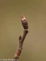 Attēlu rezultāti vaicājumam “Ulmus laevis fruit”