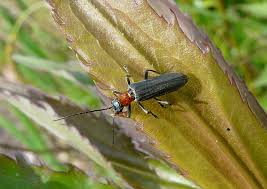 Attēlu rezultāti vaicājumam “Oedemera croceicollis”