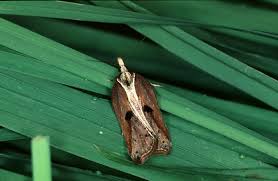 Attēlu rezultāti vaicājumam “Acleris cristana”