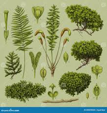 Attēlu rezultāti vaicājumam “Cephalozia bicuspidata sporophyte”