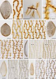 Attēlu rezultāti vaicājumam “Sphagnum tenellum”