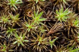 Attēlu rezultāti vaicājumam “Polytrichum juniperinum”