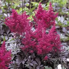 Attēlu rezultāti vaicājumam “Astilbe chinensis leaf”