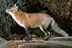 Attēlu rezultāti vaicājumam “Vulpes vulpes  adult”