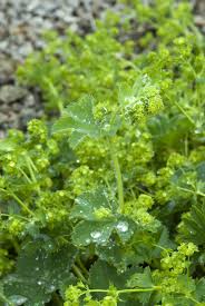 Attēlu rezultāti vaicājumam “Alchemilla vulgaris aggr. bud”