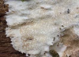 Attēlu rezultāti vaicājumam “Porotheleum fimbriatum”