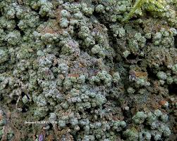 Attēlu rezultāti vaicājumam “Trapeliopsis granulosa”