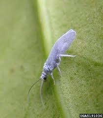 Attēlu rezultāti vaicājumam “Coniopterygidae”