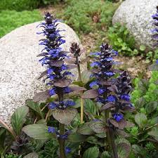 Image result for Ajuga reptans