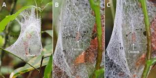 Attēlu rezultāti vaicājumam “Ichneumonidae cocoon”