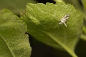 Attēlu rezultāti vaicājumam “Phytocoris tiliae”