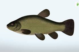 Image result for Tinca tinca