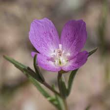 Attēlu rezultāti vaicājumam “Onagraceae”