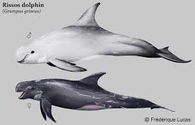 Image result for Grampus griseus