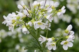 Attēlu rezultāti vaicājumam “Cardamine amara”