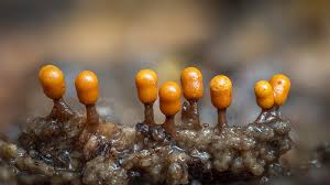 Attēlu rezultāti vaicājumam “Trichia, Hemitrichia sp.”