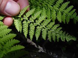 Attēlu rezultāti vaicājumam “Dryopteris”