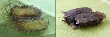 Attēlu rezultāti vaicājumam “Pristiphora maesta larva”