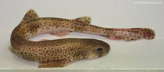 Image result for Scyliorhinus canicula