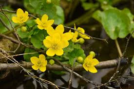 Attēlu rezultāti vaicājumam “Anemone ranunculoides bud”