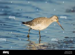 Attēlu rezultāti vaicājumam “Limosa lapponica”