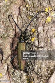 Attēlu rezultāti vaicājumam “Aromia moschata”