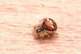 Attēlu rezultāti vaicājumam “Paidiscura pallens eggs”