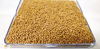 Attēlu rezultāti vaicājumam “Sinapis alba fruit”