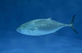 Image result for Euthynnus affinis