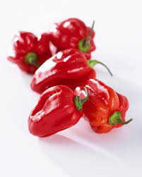 Afbeeldingsresultaat voor mme jeanette hot pepper