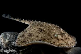 Image result for Amblyraja radiata